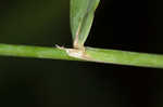 Porter's reedgrass